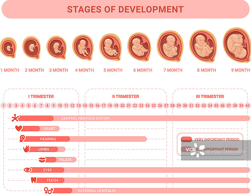胚胎发育阶段的产前生长图片素材