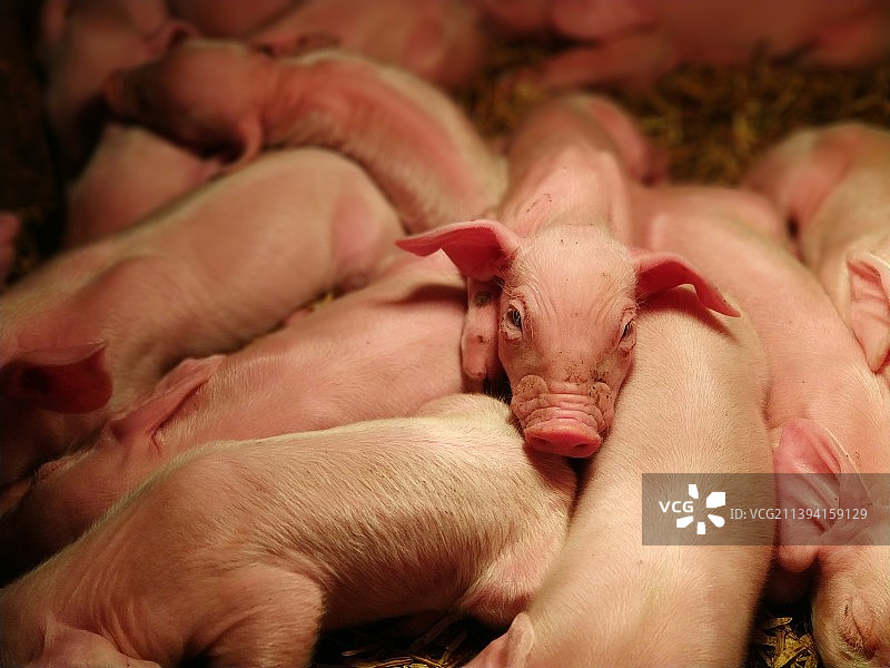 有想法的小猪图片素材