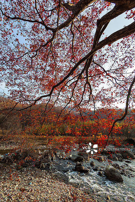 北方秋季枫树红叶风光图片素材