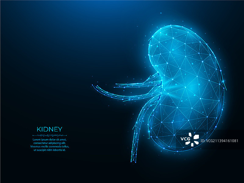 深蓝色背景上的人体肾脏多边形图片素材