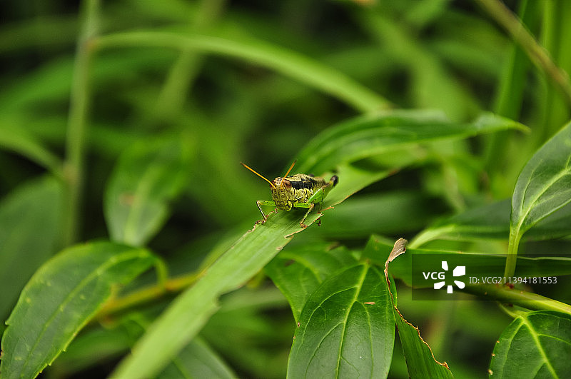 植物叶子上的蚂蚱昆虫图片素材