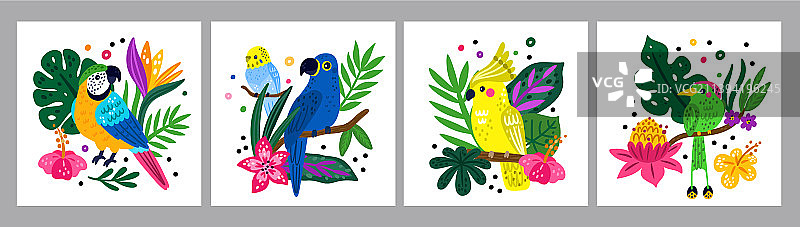 热带鸟类海报：有趣的雨林生物图片素材