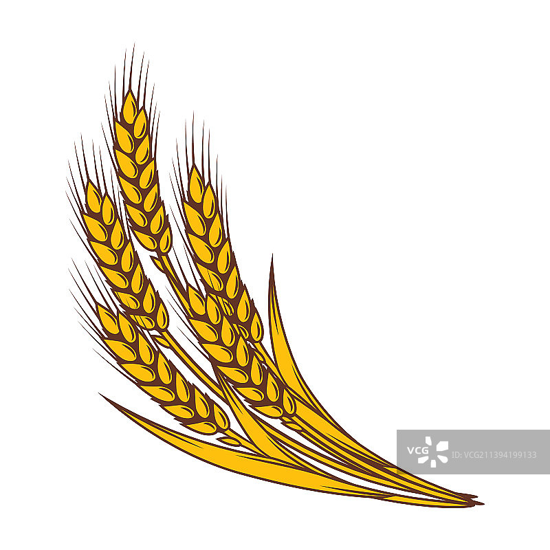 自然麦穗农业图片图片素材