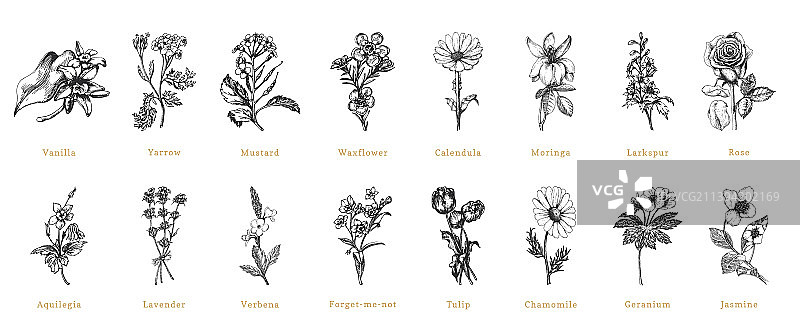 草药植物素描图片素材