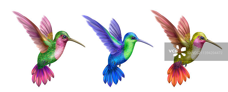 飞翔的蜂鸟写实素材图片素材