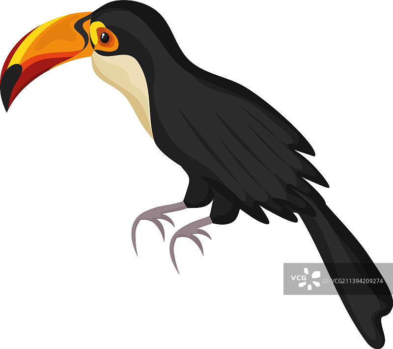 异域巨嘴鸟图片素材