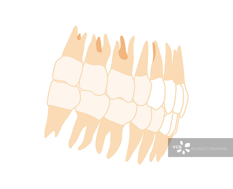 牙齿模型特写侧面图图片素材