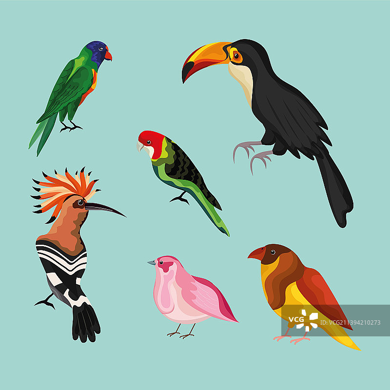 一群异国情调的鸟类图片素材