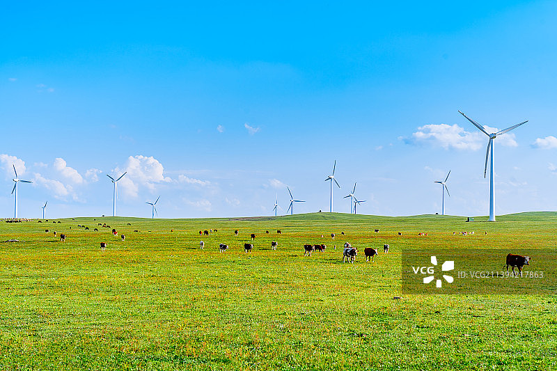 中国内蒙古乌兰察布辉腾锡勒草原上的风电场和牛群图片素材