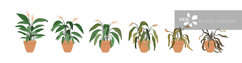 盆栽花卉凋零阶段生命周期图片素材