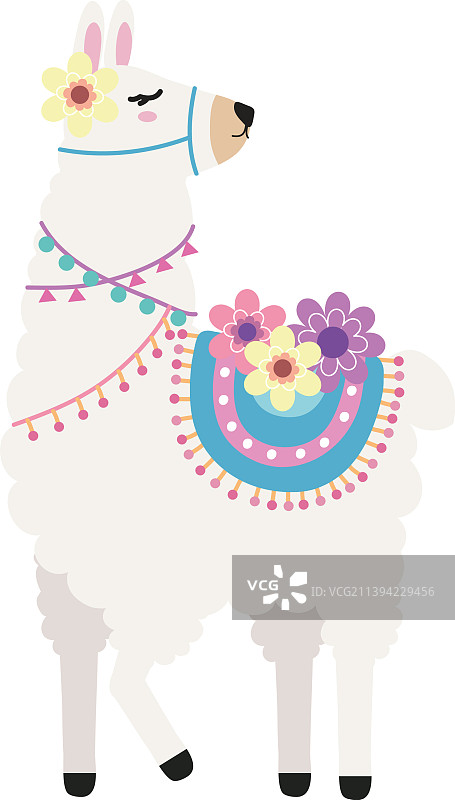 可爱的站立姿势的美洲驼图片素材