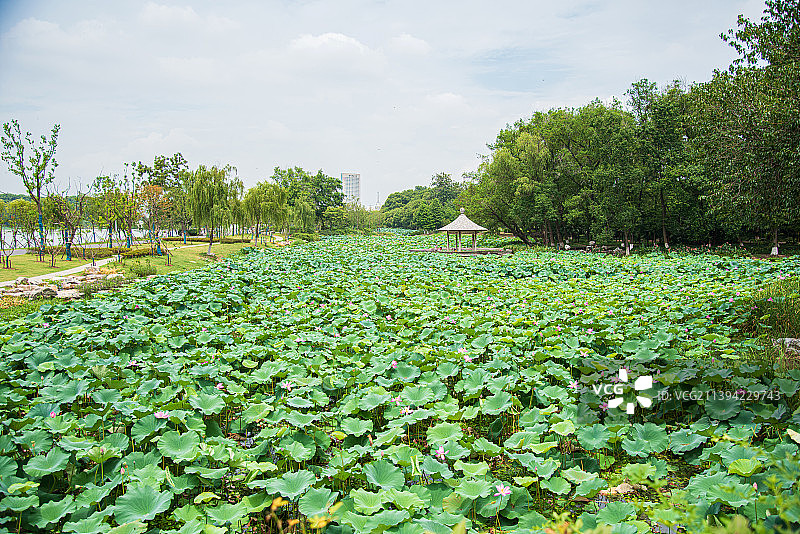 中国江苏省南京市玄武湖风景区荷塘图片素材
