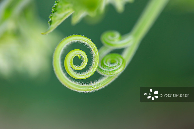 南瓜藤蔓图片素材