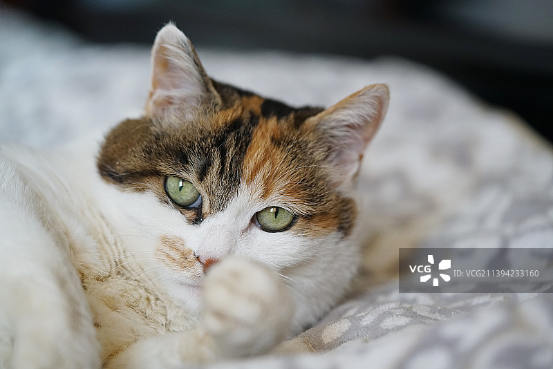 三花田园猫的猫头特写图片素材