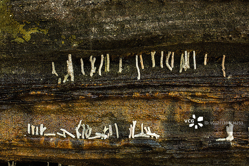 滴水丹屏图片素材