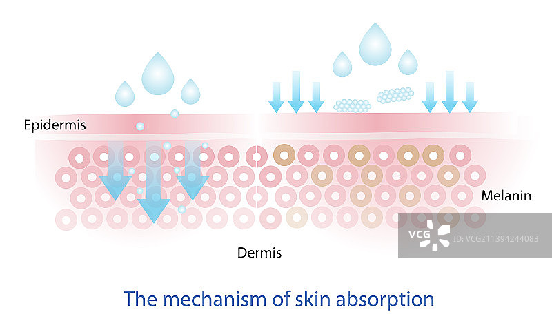 营养吸收机制信息图图片素材