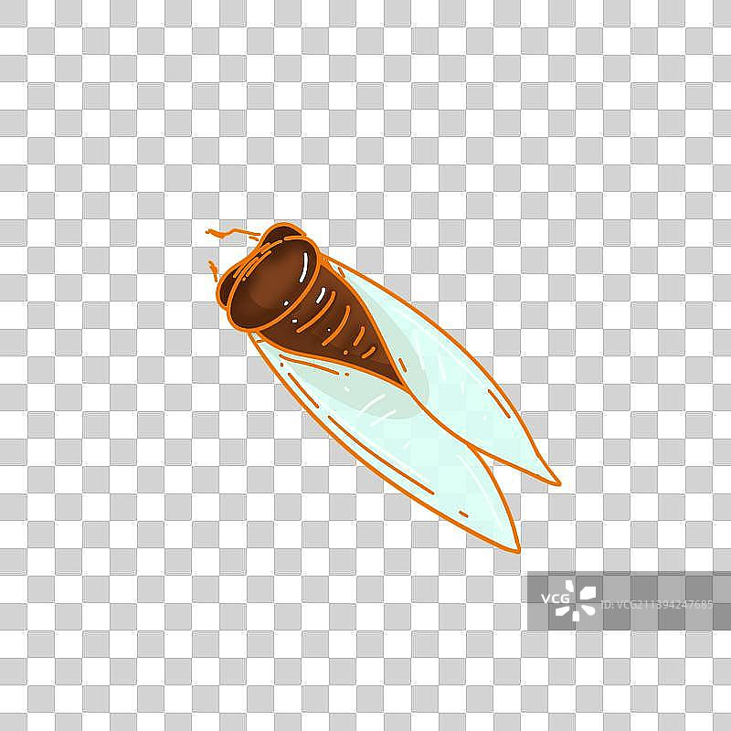 高温夏天的蝉图片素材