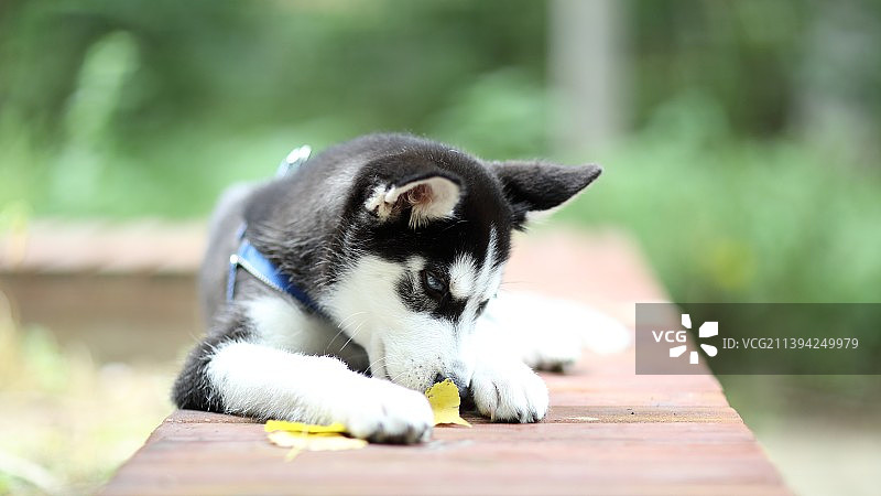 小哈士奇图片素材