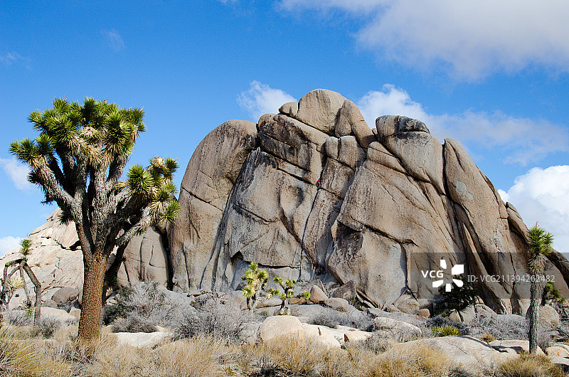 约书亚树国家公园图片素材