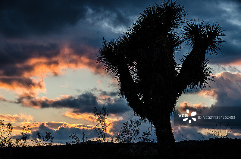 约书亚树国家公园图片素材