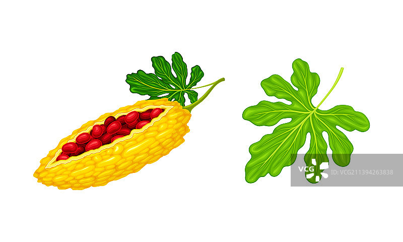 苦瓜异国水果和叶子套装图片素材