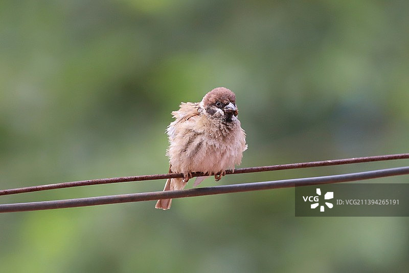 炎热的夏天  焦虑不安的可爱麻雀图片素材