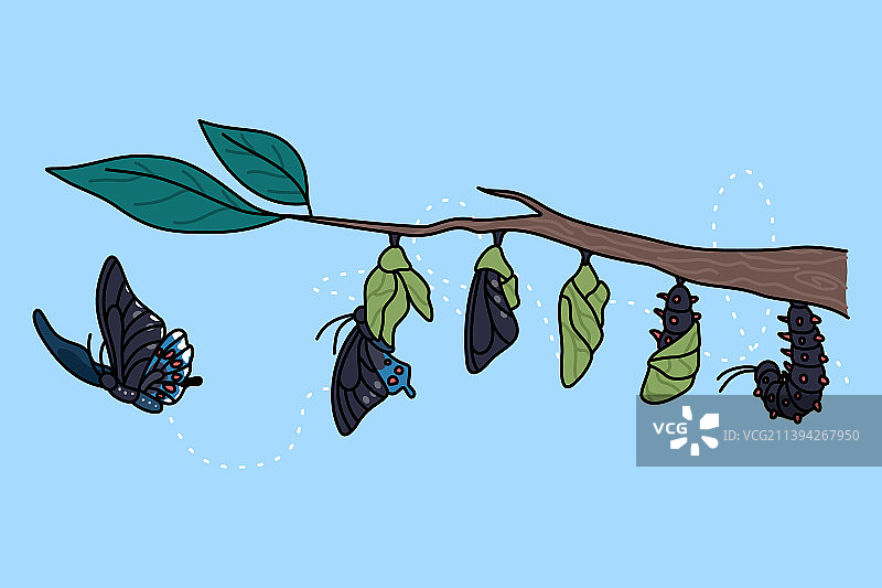 蝴蝶生长的各个阶段图片素材