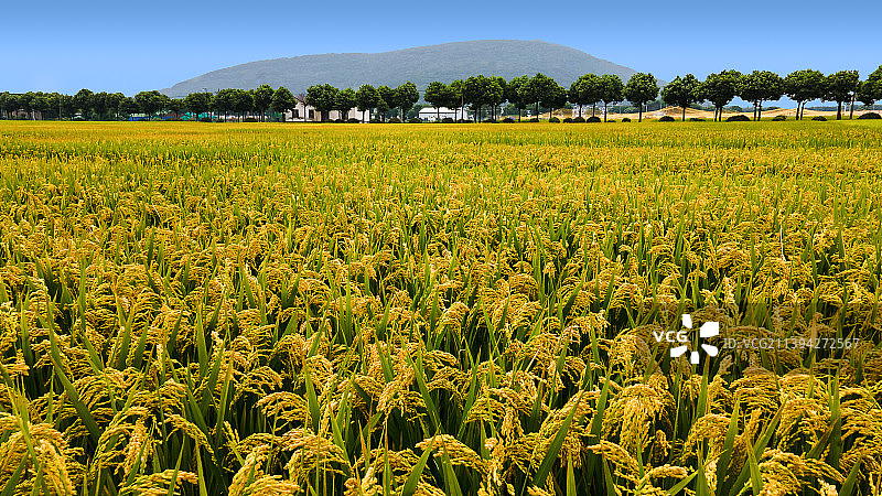 苏州常熟农科所图片素材