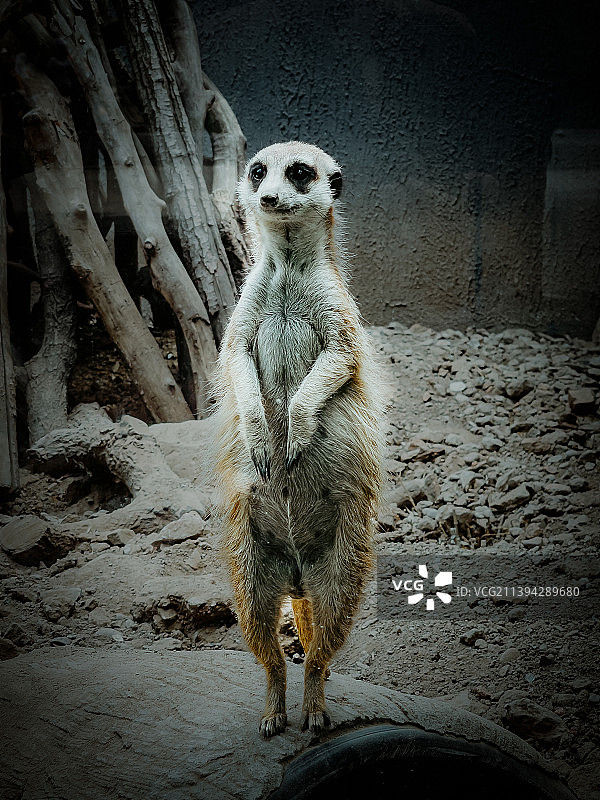 猫鼬站在岩石上的特写镜头图片素材