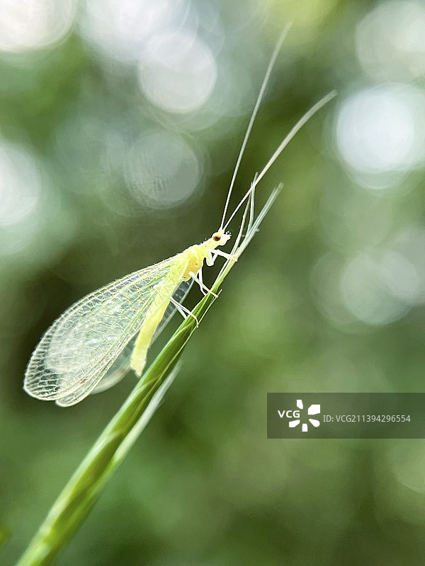 仙气飘飘的小草蛉图片素材