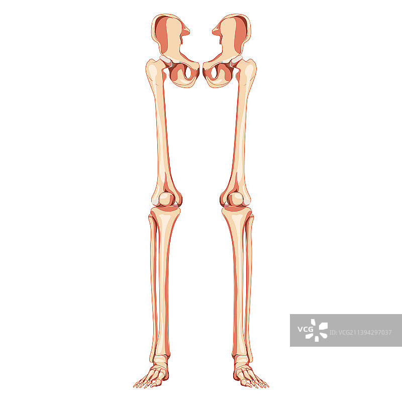 人体骨盆与腿部图片素材