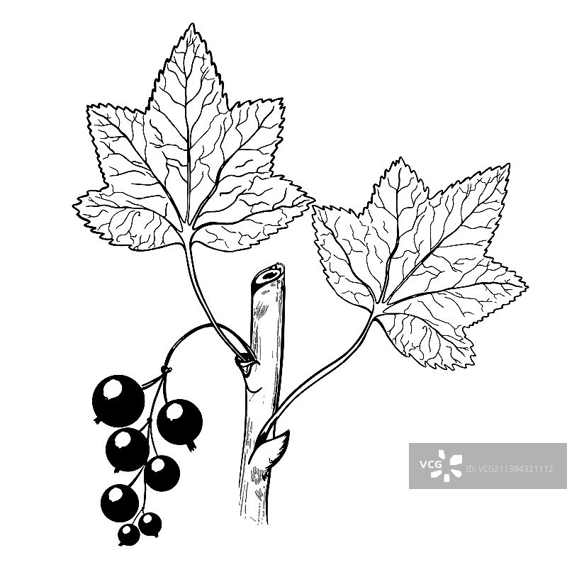 黑醋栗素描手绘墨水图片素材