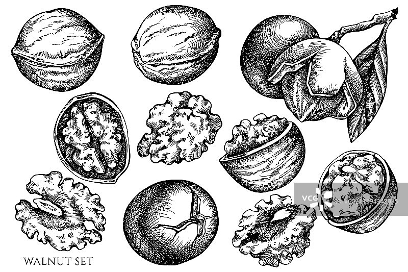 手绘黑白核桃套装图片素材