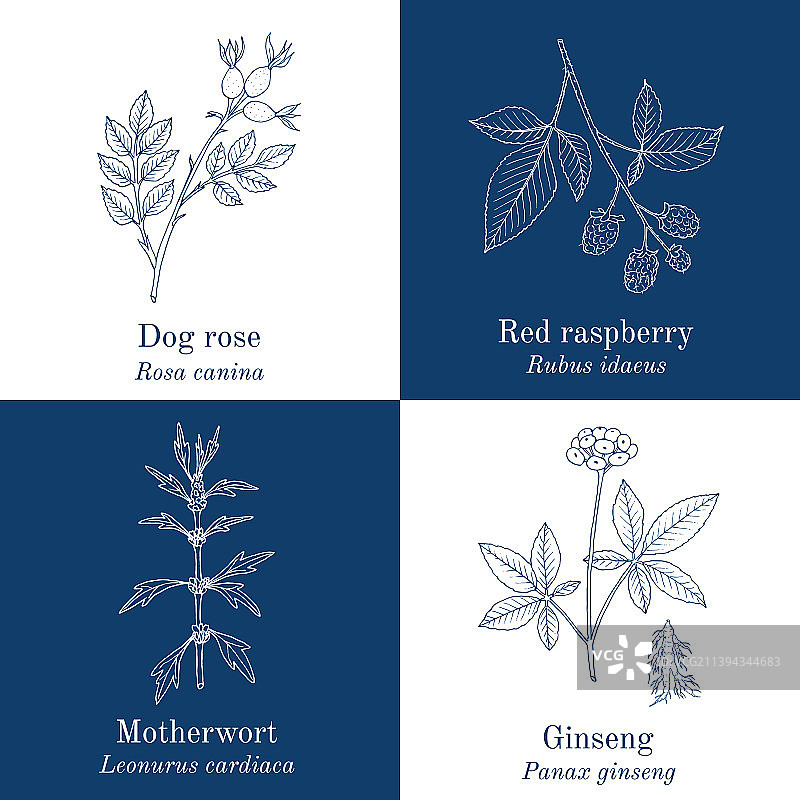 四组手绘食用药用植物图片素材