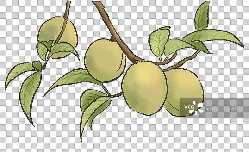 水墨青梅图片素材