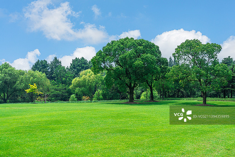 大树绿色草坪图片素材
