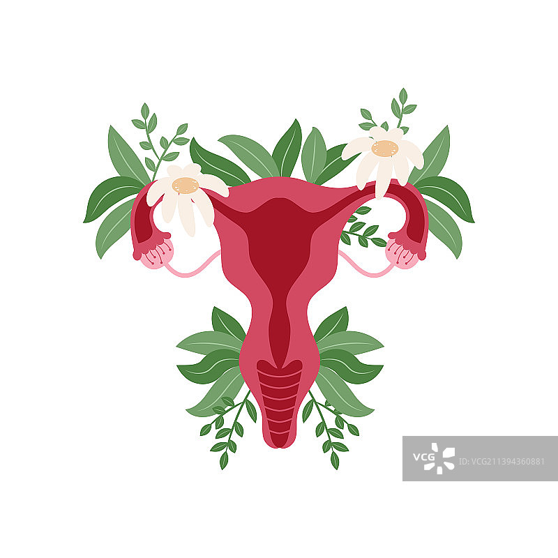 女性健康子宫花卉卵巢生殖图片素材