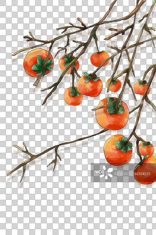 节气秋天霜降柿子透明元素图片素材