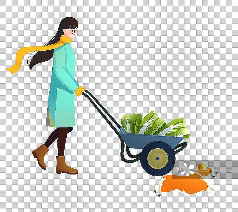 女孩和柯基用推车运送白菜图片素材