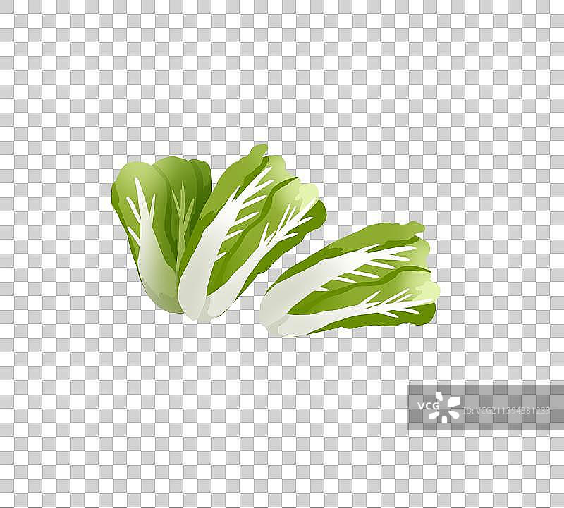 三颗大白菜图片素材
