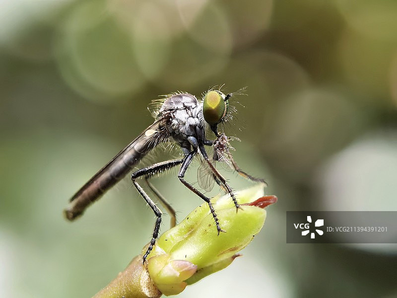 埋头用餐的食虫虻图片素材