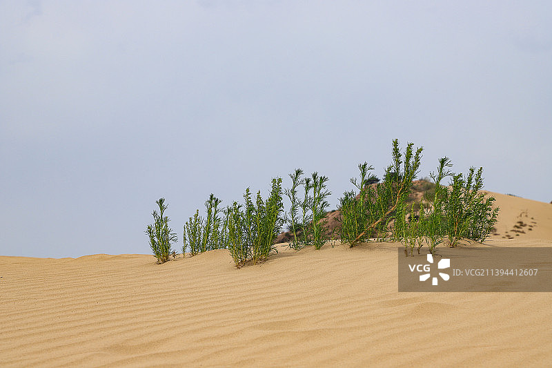 沙漠里的绿色植物图片素材