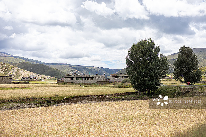高原青稞地，小麦，新都桥图片素材
