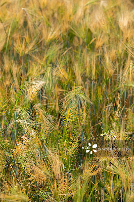 小麦，青稞，农作物，特写图片素材