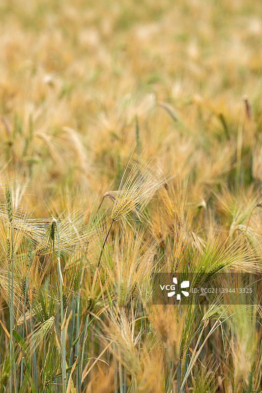 小麦，青稞，农作物，特写图片素材