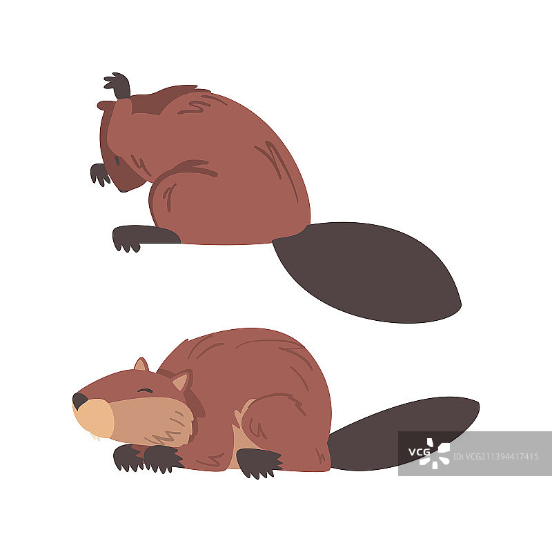 棕色毛皮长尾半水栖啮齿动物海狸图片素材