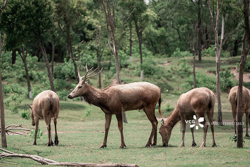 盐城大丰麋鹿保护基地图片素材