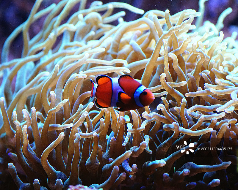 海葵鱼在海中畅游的特写图片素材