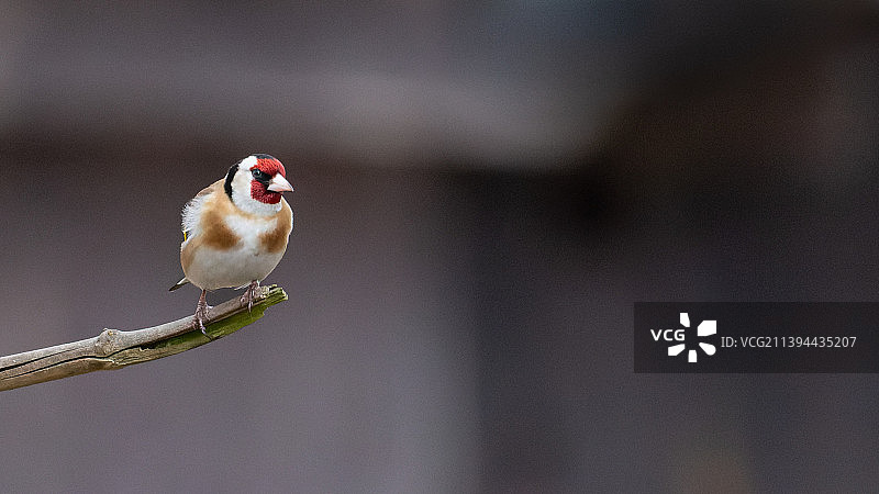 金翅雀栖息在树枝上，捷克共和国图片素材