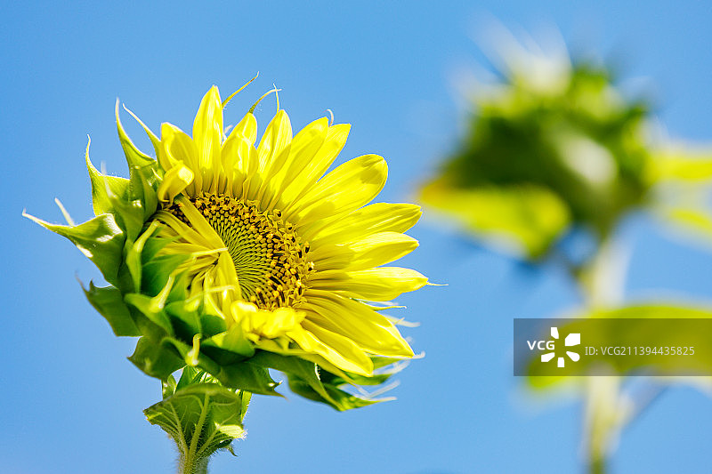 低角度拍摄的向日葵，背景是晴朗的天空，地点：美国爱荷华州贝滕多夫图片素材